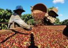 Việt Nam là một trong 5 quốc gia sản xuất cà phê tốt nhất thế giới