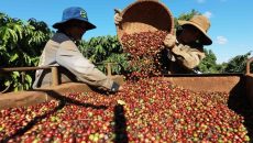 Việt Nam là một trong 5 quốc gia sản xuất cà phê tốt nhất thế giới