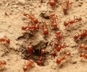 Dịch kiến lửa tràn lan khắp Australia, có thể gây thiệt hại tới 38 tỷ AUD