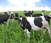 Australia đối mặt với nguy cơ phải nhập sữa từ nước ngoài