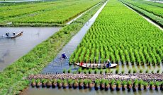 Huy động nguồn lực phát triển nông nghiệp thuận thiên vùng đồng bằng sông Cửu Long