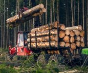 Công nhân ngành gỗ mất việc hàng loạt khi Trung Quốc mở rộng lệnh cấm đối với lâm sản Úc
