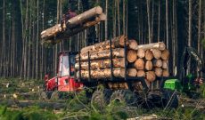 Công nhân ngành gỗ mất việc hàng loạt khi Trung Quốc mở rộng lệnh cấm đối với lâm sản Úc