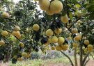Điều kiện để trái bưởi tươi Việt Nam xuất khẩu vào Australia