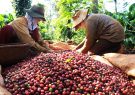 Giá cà phê lập kỷ lục mới do thị trường lo ngại thiếu hụt nguồn cung
