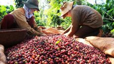 Giá cà phê lập kỷ lục mới do thị trường lo ngại thiếu hụt nguồn cung