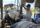 Việt Nam sắp cạn nguồn gạo để xuất khẩu?