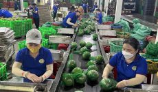 Xuất khẩu nông sản Việt Nam gặp nhiều khó khăn do biến động chi phí logistics