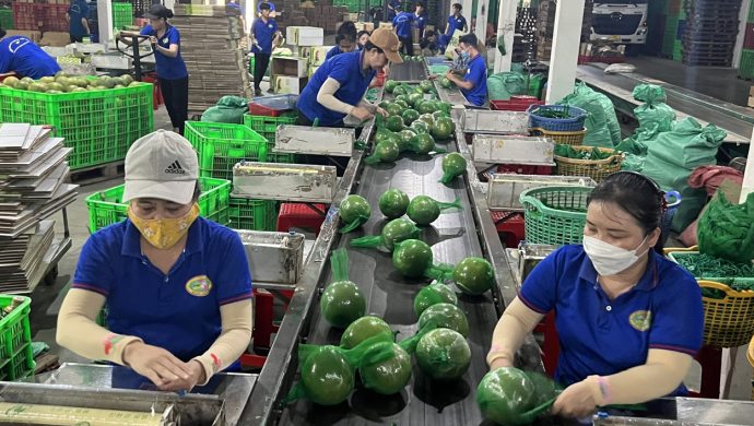 Xuất khẩu nông sản Việt Nam gặp nhiều khó khăn do biến động chi phí logistics