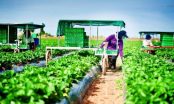 Cảnh báo lừa đảo đưa lao động Việt Nam sang Úc làm nông nghiệp