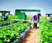 Cảnh báo lừa đảo đưa lao động Việt Nam sang Úc làm nông nghiệp