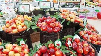 Việt Nam nhập khẩu táo từ Mỹ, Australia, New Zealand… gần 240 triệu USD/năm