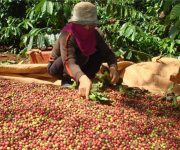 Cà phê Việt 2 USD/kg, Starbucks mua về bán… 200 USD/kg
