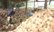 Liên kết tiêu thụ dừa chịu sức ép từ thương lái Trung Quốc