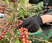 Cà phê Việt Nam khó bị thay thế dù giá cao nhất thế giới