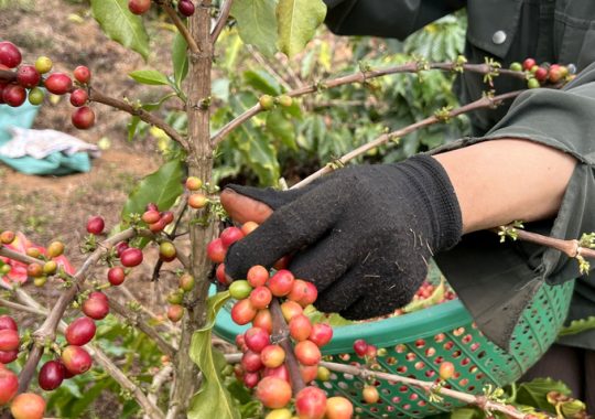 Cà phê Việt Nam khó bị thay thế dù giá cao nhất thế giới