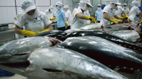Cá ngừ Việt Nam đã xuất khẩu sang 79 nước trên thế giới