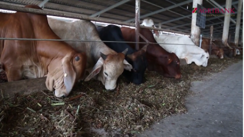 Chăn nuôi và mổ bò sạch theo công nghệ Australia ở Long An