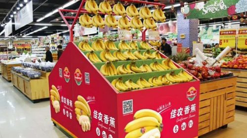Chuối của HAGL chính thức vào Trung Quốc, xuất hiện trên kệ các siêu thị ở Bắc Kinh, Thượng Hải, Thành Đô…