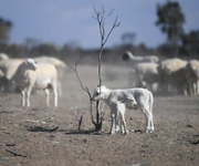 Úc vừa trải qua mùa xuân khô hạn nhất trong lịch sử