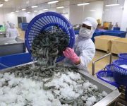 Từ chuộng tôm Ấn Độ và Ecuador, Nhật Bản chuyển sang mua tôm Việt
