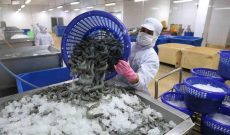 Từ chuộng tôm Ấn Độ và Ecuador, Nhật Bản chuyển sang mua tôm Việt