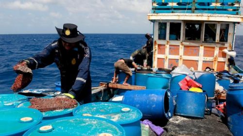 Úc giam giữ 13 ngư dân Việt đánh bắt hải sâm trái phép
