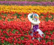 Úc: Lễ hội hoa Tullip lớn nhất Melbourne năm 2017 có gì?