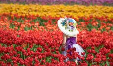 Úc: Lễ hội hoa Tullip lớn nhất Melbourne năm 2017 có gì?