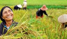 Nông dân trồng lúa nhỏ lẻ, khó đủ đường