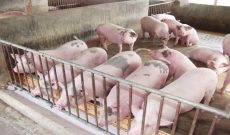 Nghịch lý: Giá lợn hơi giảm 50%, chợ và siêu thị chỉ giảm 10%