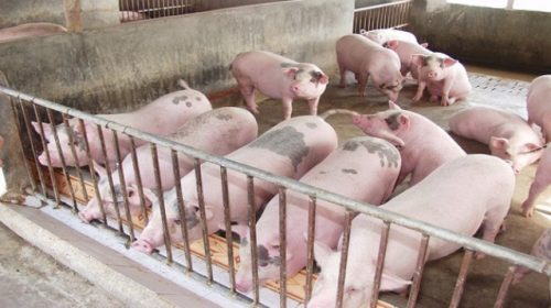 Nghịch lý: Giá lợn hơi giảm 50%, chợ và siêu thị chỉ giảm 10%