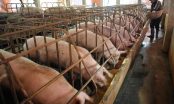 “Giải cứu” lợn thịt: Bộ Nông nghiệp sang Trung Quốc đàm phán xuất khẩu