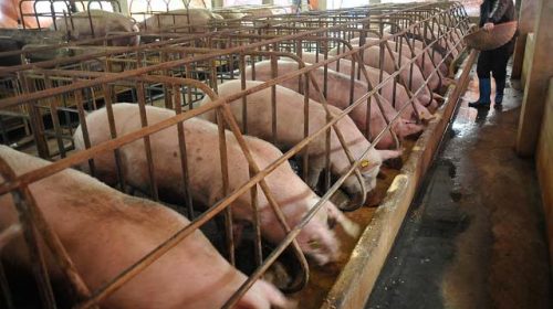 “Giải cứu” lợn thịt: Bộ Nông nghiệp sang Trung Quốc đàm phán xuất khẩu
