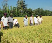 Giúp nông dân Trà Vinh tìm đầu ra cho hạt lúa