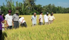 Giúp nông dân Trà Vinh tìm đầu ra cho hạt lúa