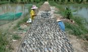 Nông dân trở thành tỷ phú nhờ bán cá giống và làm khô cá