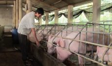 Thương lái Trung Quốc thu mua, giá lợn tăng trở lại: Bộ Công Thương nói gì?