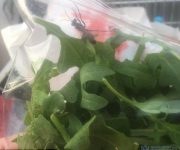 Úc: Rùng mình phát hiện ong bắp cày bay quanh trong túi salad Coles 3 AUD
