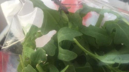 Úc: Rùng mình phát hiện ong bắp cày bay quanh trong túi salad Coles 3 AUD