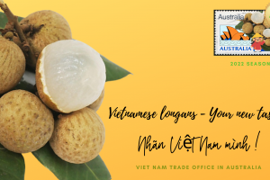 Tự hào đặc sản nhãn Việt: vươn mình tới thị trường Úc