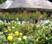Mê mẩn khu vườn hơn 1.800 cây hoa hồng nở rực rỡ ngát hương ở Sydney
