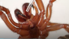Thuốc điều trị nhồi máu cơ tim từ nọc của loài nhện độc nhất ở Australia