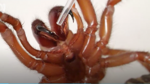 Thuốc điều trị nhồi máu cơ tim từ nọc của loài nhện độc nhất ở Australia