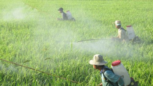 Hoá chất, thuốc trừ sâu ồ ạt vào Việt nam