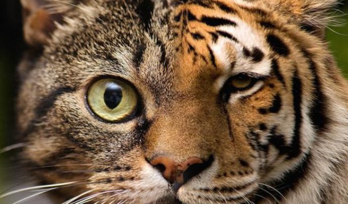 Những hình ảnh về hổ tuyệt đẹp đang chờ đón bạn khám phá. Chúng sẽ mang đến cho bạn niềm vui và kích thích với vẻ đẹp hoang dã của những con hổ.