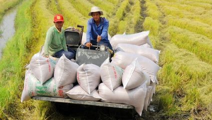Tin tức kinh tế mới nhất: Giá gạo Việt Nam đang cao nhất thế giới