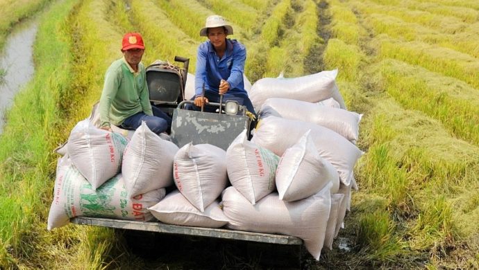 Tin tức kinh tế mới nhất: Giá gạo Việt Nam đang cao nhất thế giới