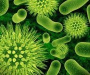 Úc: Phát hiện “siêu vi khuẩn” kháng hầu hết các loại kháng sinh
