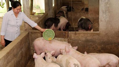 Ngành ngân hàng vào cuộc “giải cứu” ngành chăn nuôi lợn